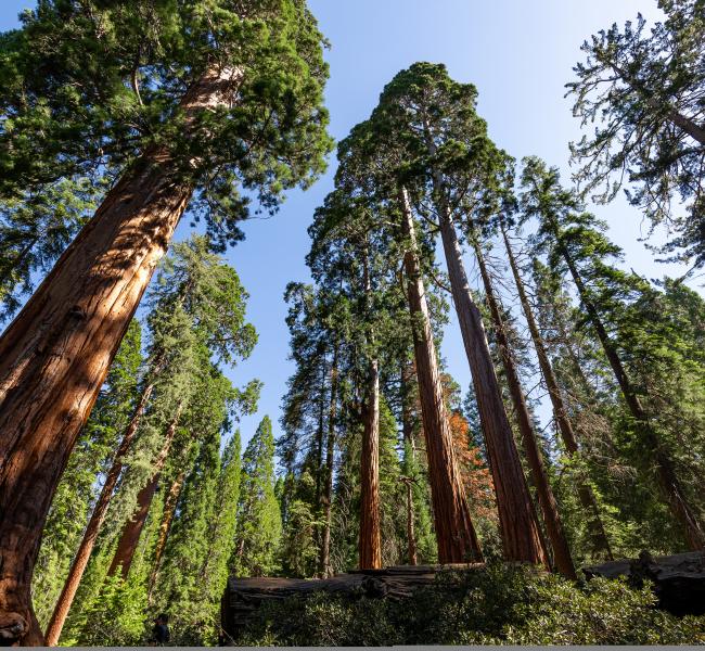 Kings Canyon sequoias