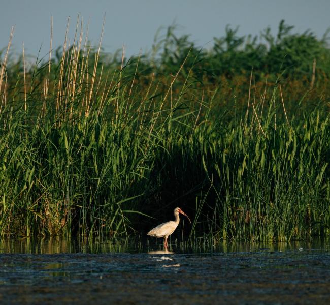 bird standing in water in front of tall grass