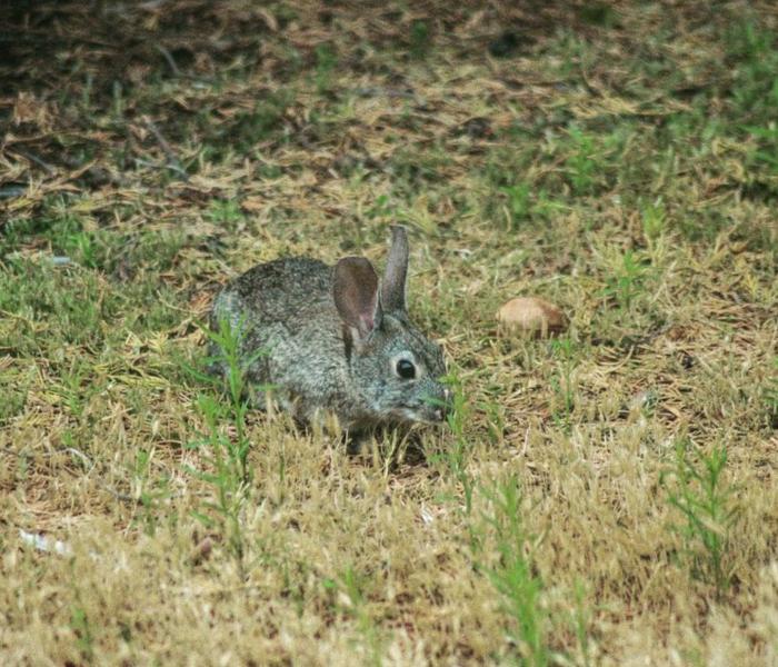 rabbitt laguna seca wildlife