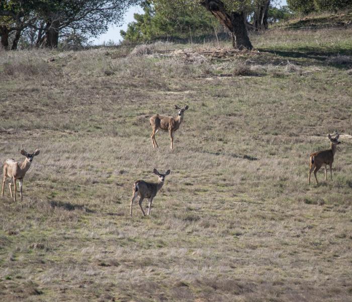 Deer Laguna Seca wildlife