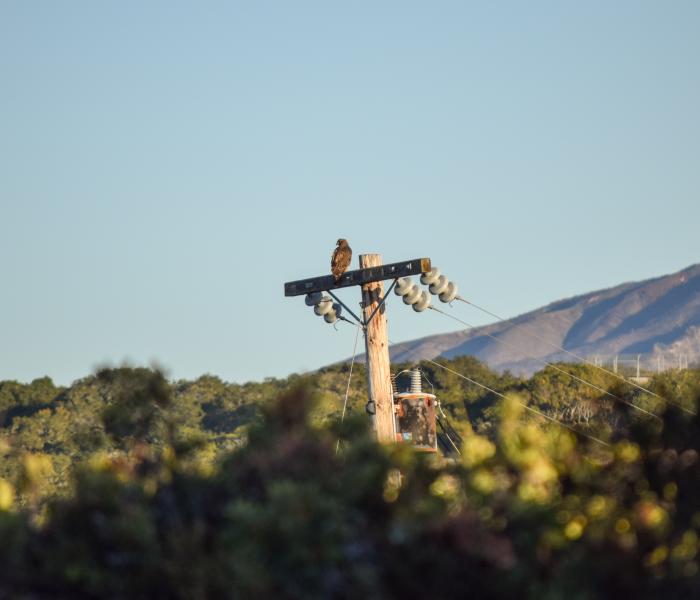 hawk bird wildlife