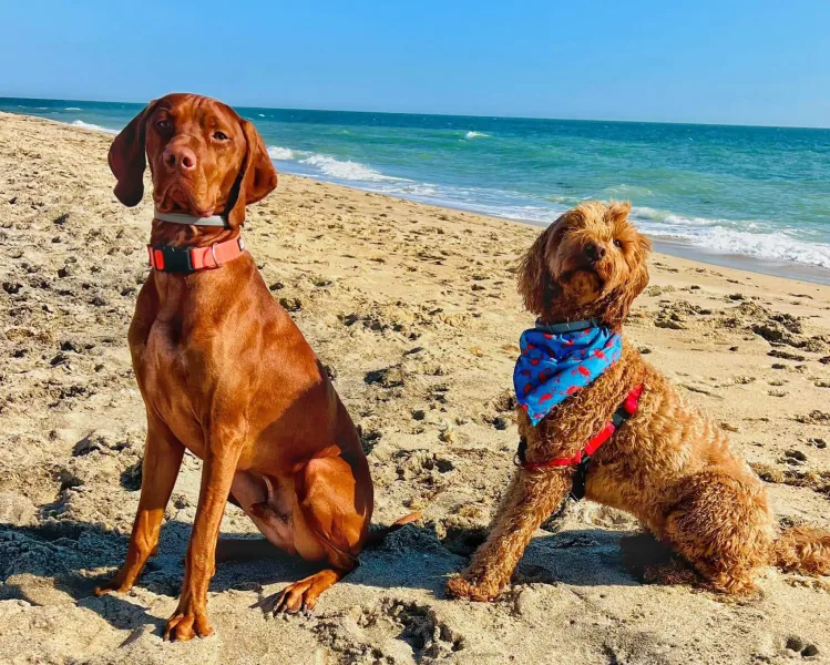 Eleanor Rigby & Archie dogs