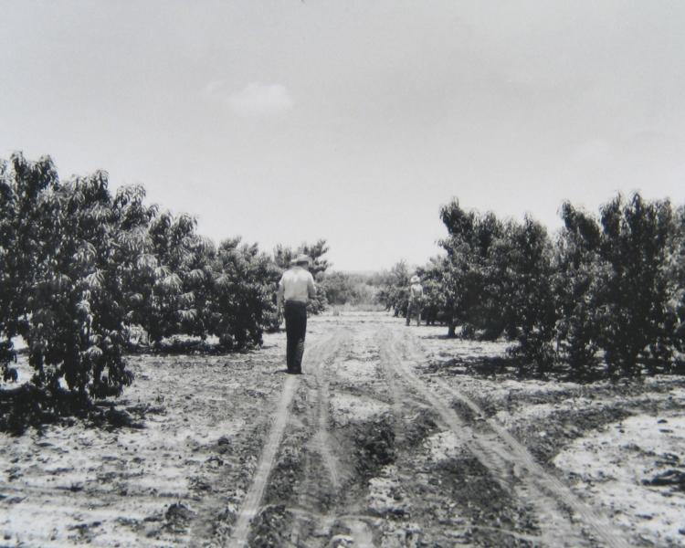 Orchards in Gillespie County have been producing peaches for more than 70 years.