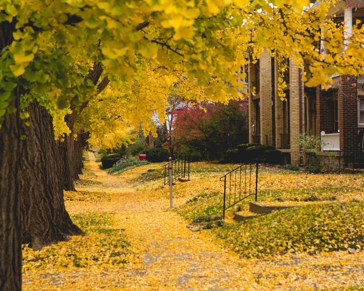 Fall Foliage in Lexington