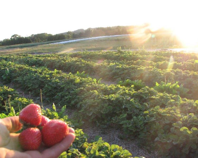 Strawberries are held up to the sun by a hand with rows of crops in the background