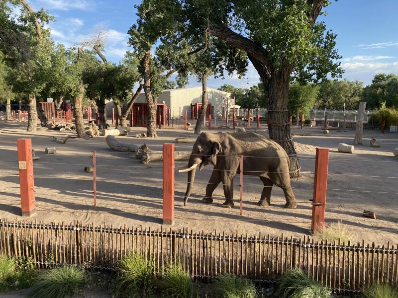 A male Asian elephant in his enclosure at the ABQ BioPark Zoo
