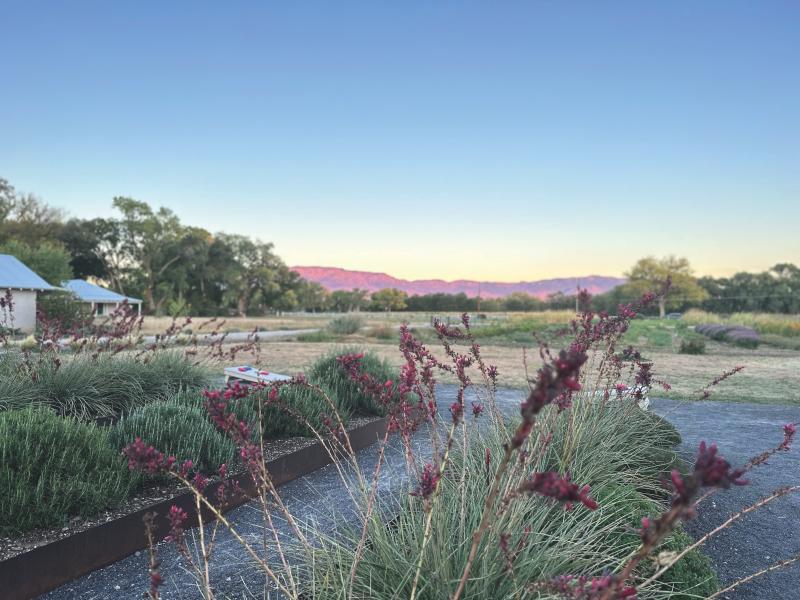 An image of a garden at Los Poblanos facing East with the Sandia Mountains in the background.