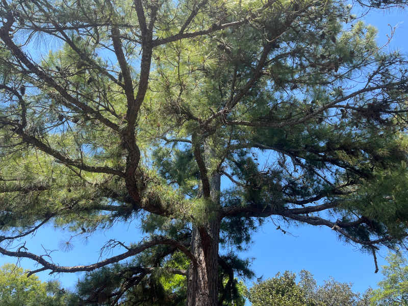 A large pine tree against a blue sky
