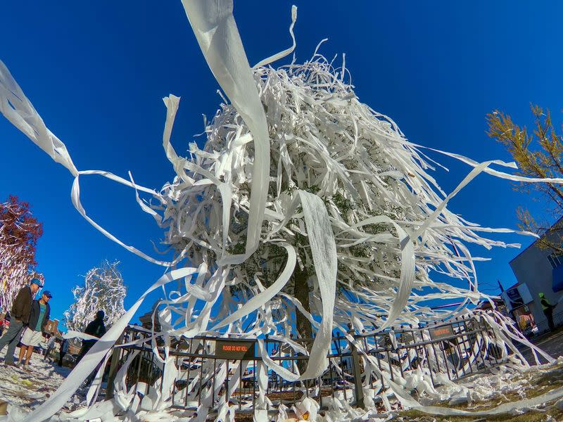 Toomer's Trees