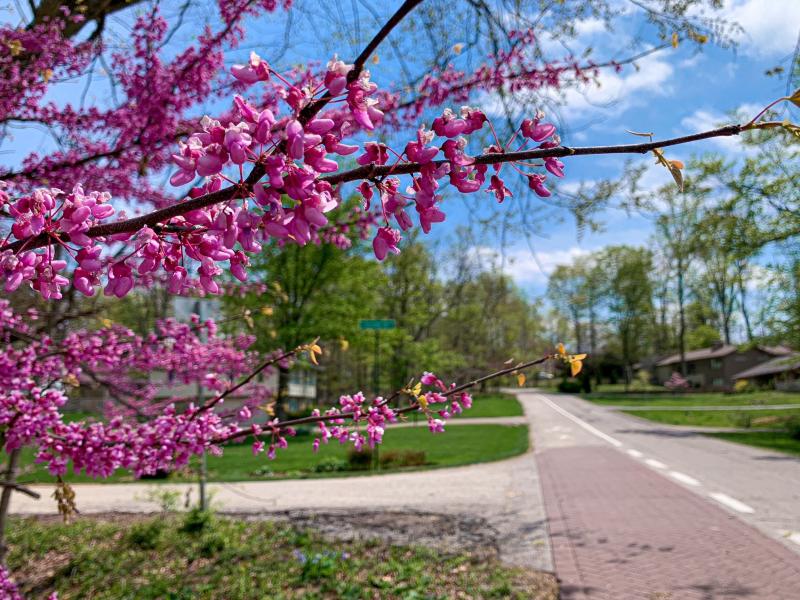 Elm Heights Neighborhood Greenway during spring