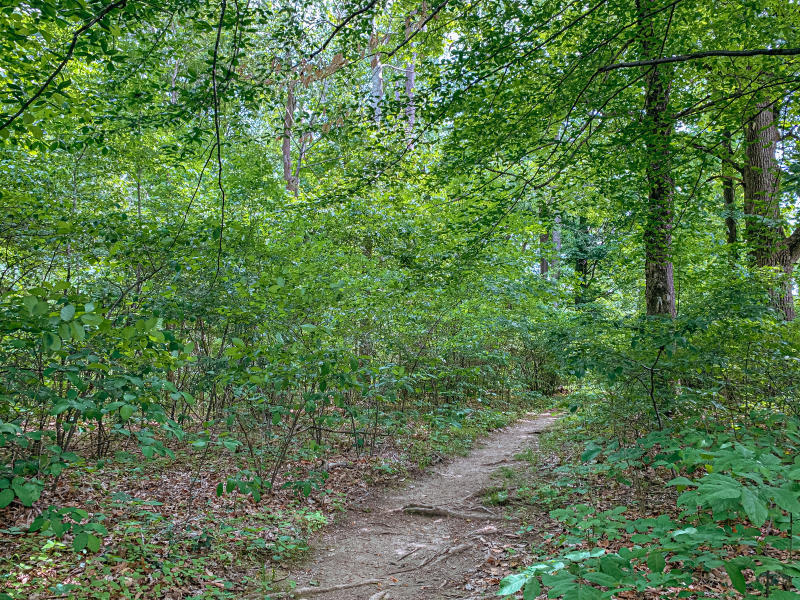 Trail path through Latimer Woods