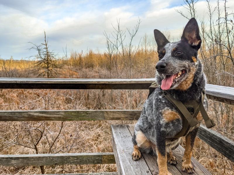 A dog sitting on a bench on a lookout deck at Beanblossom Bottoms Nature Preserve during winter