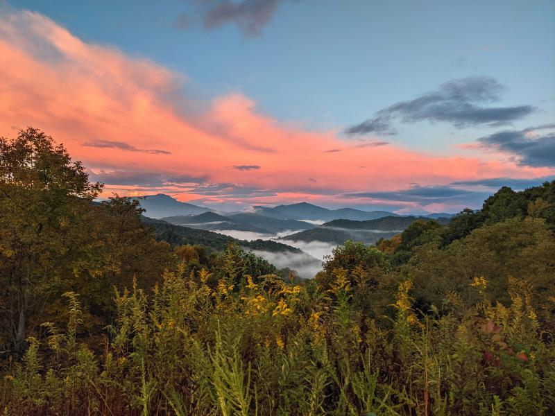 Yellow flowers and green stems are in front of a mountain sunrise scene. There are several rows of rolling mountains separated by early morning fog. The backdrop shows pink and purple clouds splashed on the blue sky.