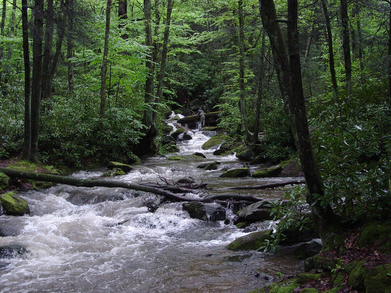 A swiftly moving creek cascades through a lush mountain forest.