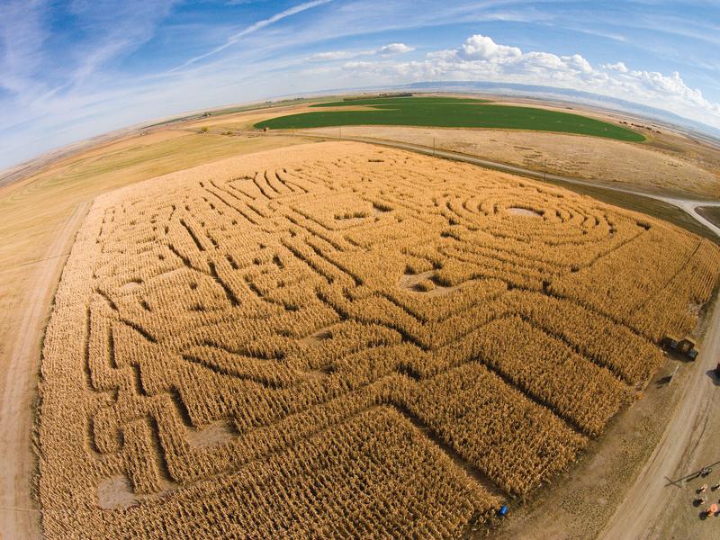 Corn Maze