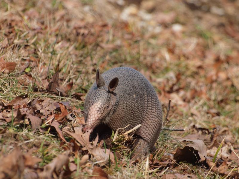 Armadillo