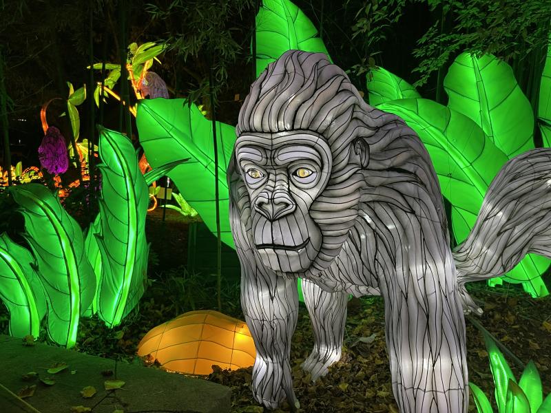 Light installation at the Zoo's Asian Lantern Festival looks like a gorilla