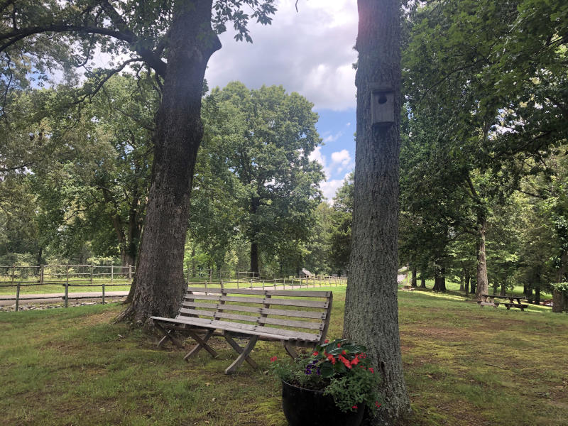 bench between trees along a rural road