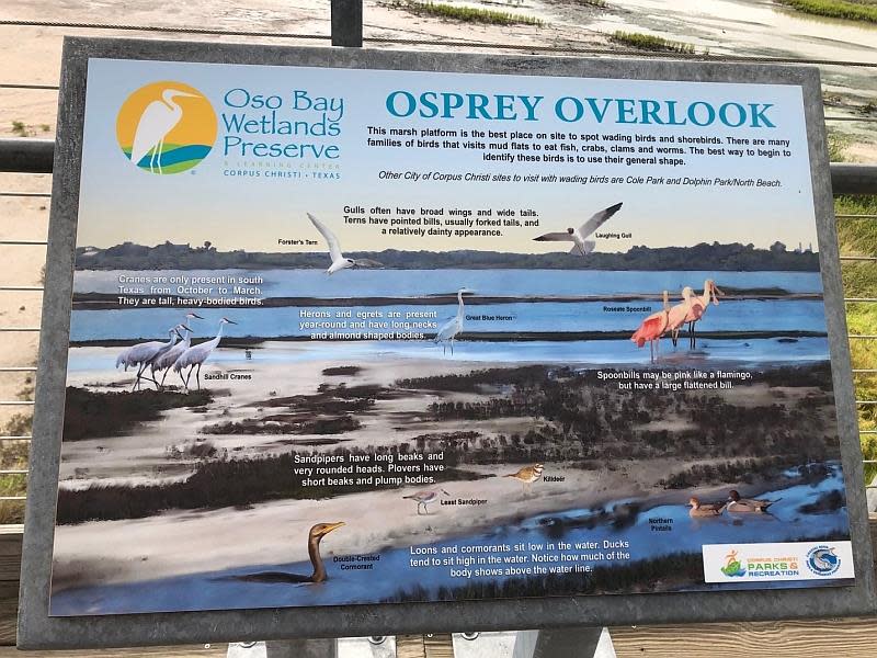 Birding at Oso Wetlands