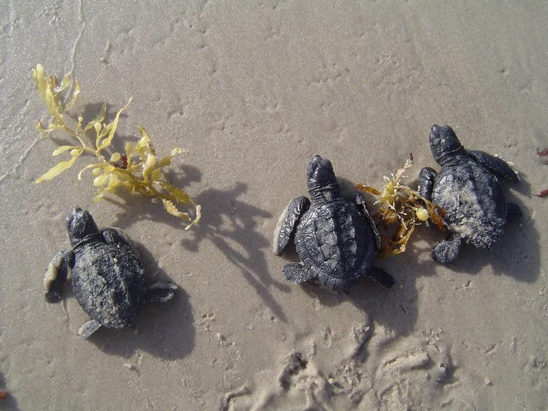 a Padre Island National Seashore 007.jpg