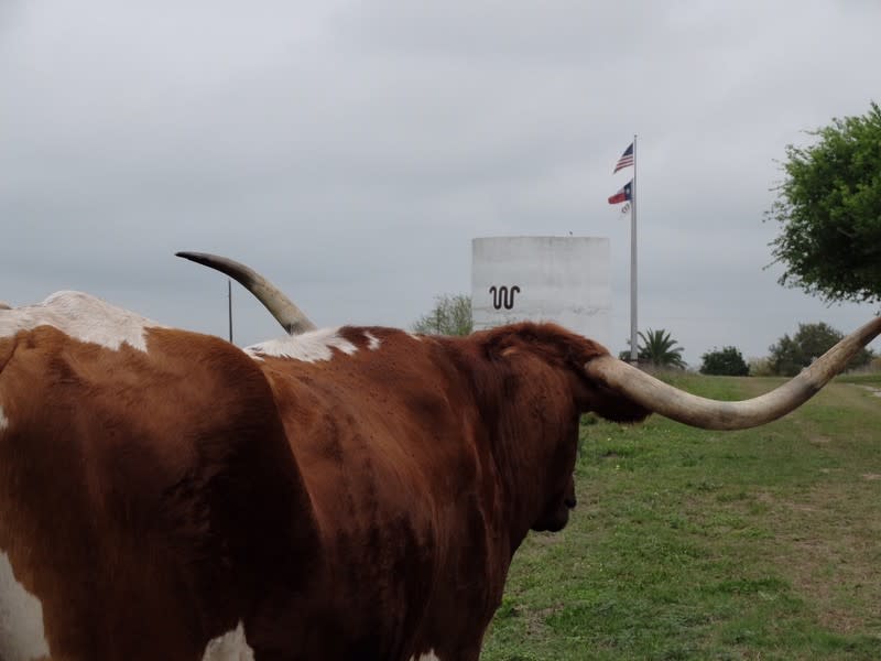 King Ranch Longhorn