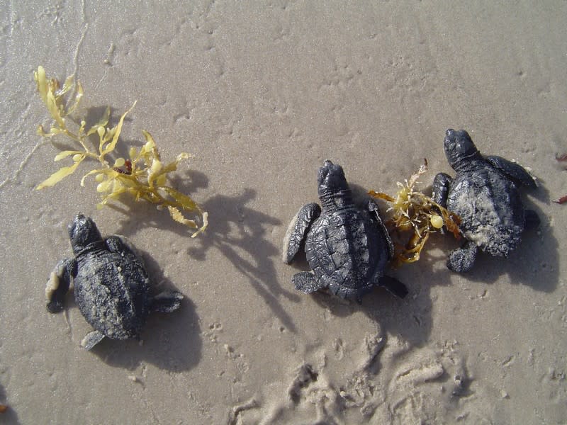 South Padre National Seashore - Sea Turtles