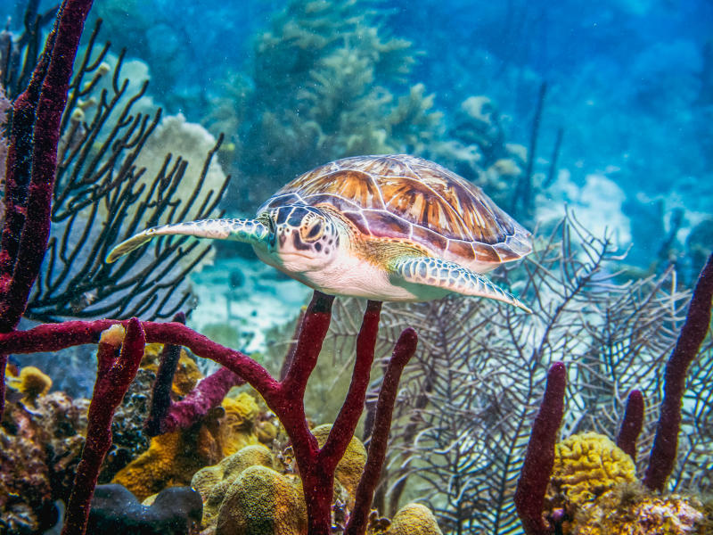 Tortuga Verde. El Peñón de Bayahibe