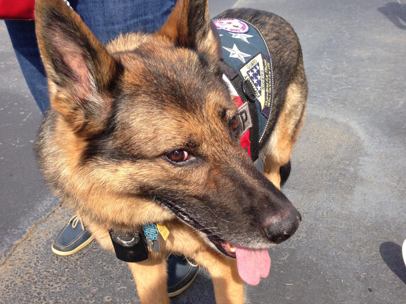 Service dog wearing a working vest alongside its handler in a public outdoor setting.