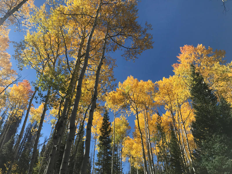 Upward view of aspen trees in the fall