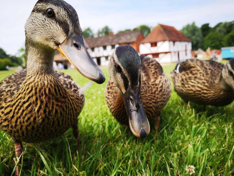 Ducks at Weald & Downland Living Museum