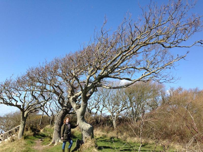 Chidham Oaks