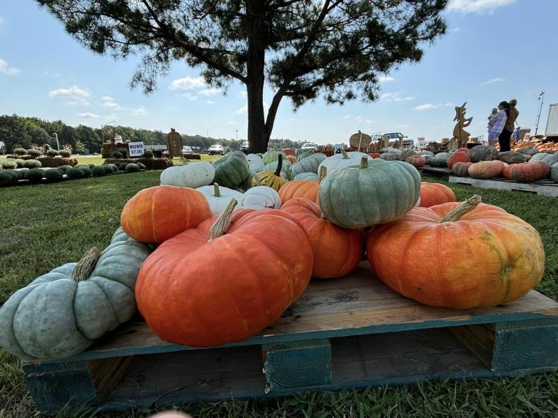 Pumpkins at Brileys