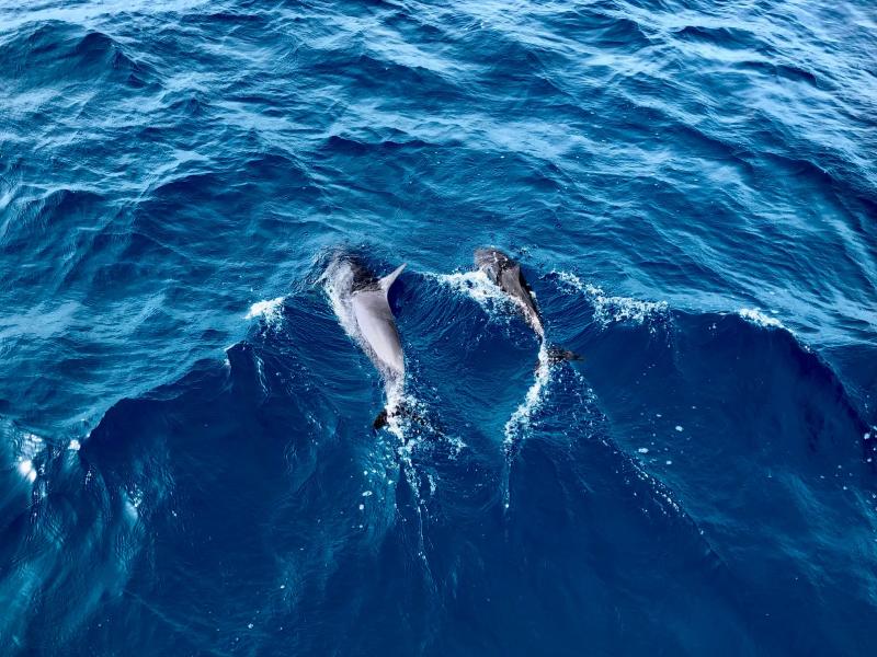 fisheye-dolphin03