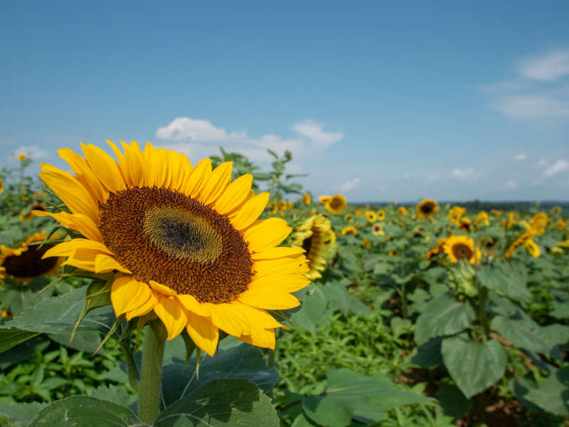 Sunflower's at Mary's Land Farm