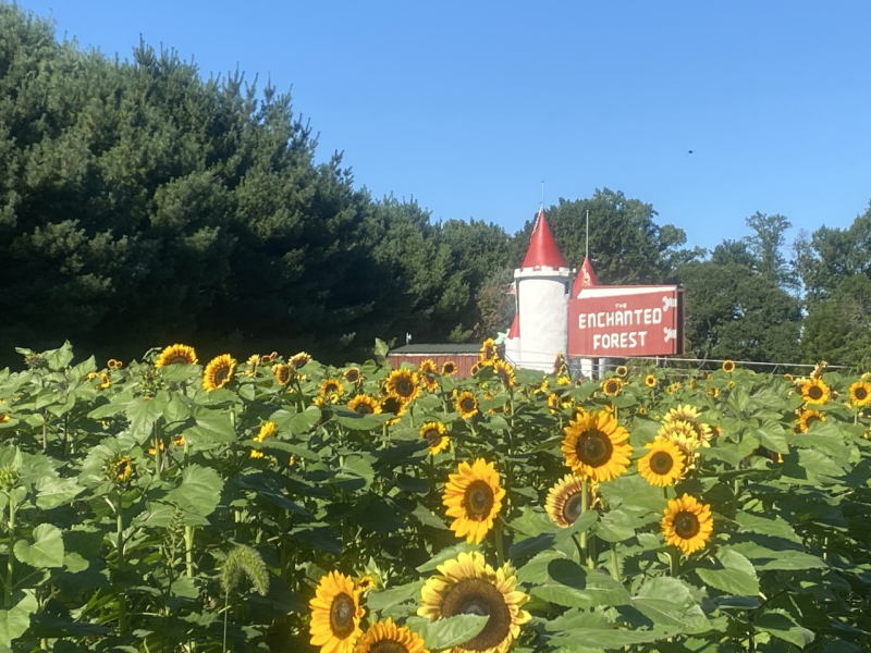 Sunflower's at Clark's Elioak