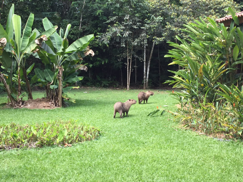 Capibaras -An Adventure in the Brazilian Amazon