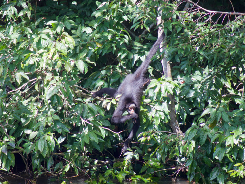 Spider Monkey - An Adventure in the Brazilian Amazon