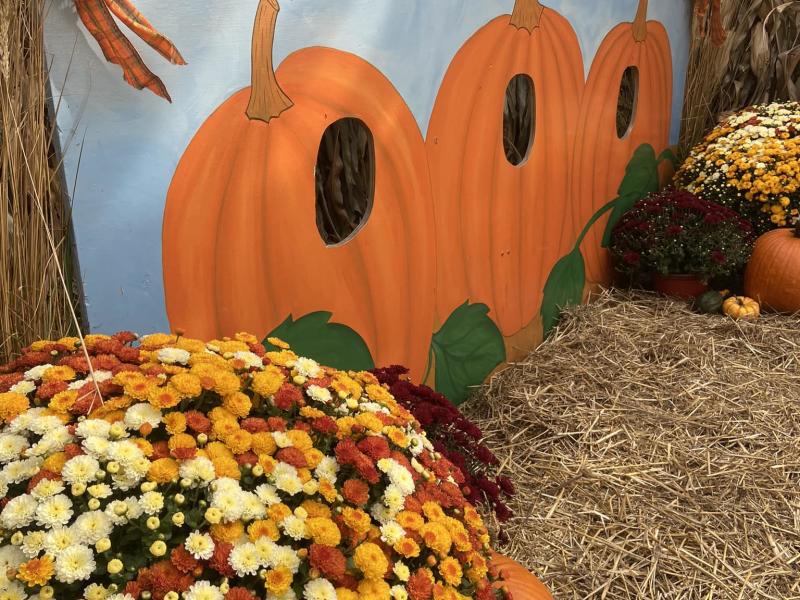 Pumpkin Fantasyland