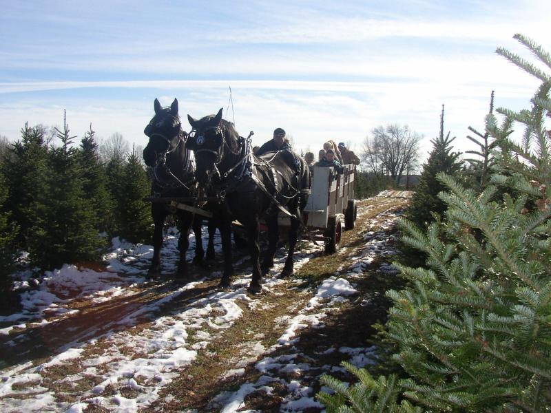 Eby’s Evergreen Plantation, Bristol