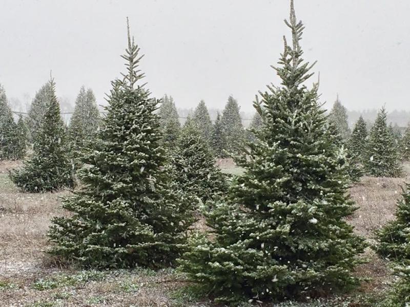 Guse Christmas Trees, Wanatah
