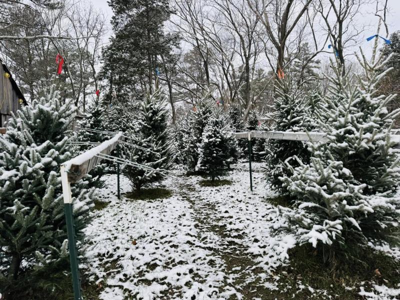 Harper Christmas Tree Farm, Derby