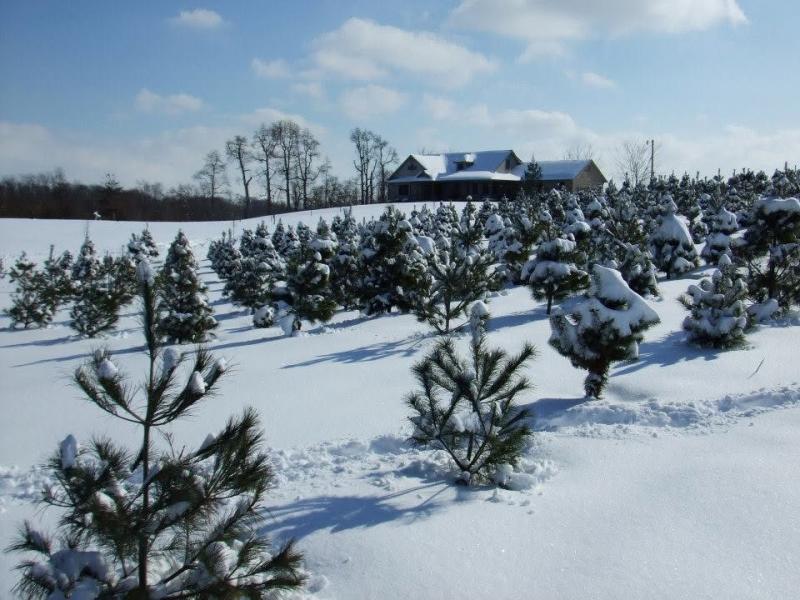 Holiday Hill Tree Farm, Terre Haute