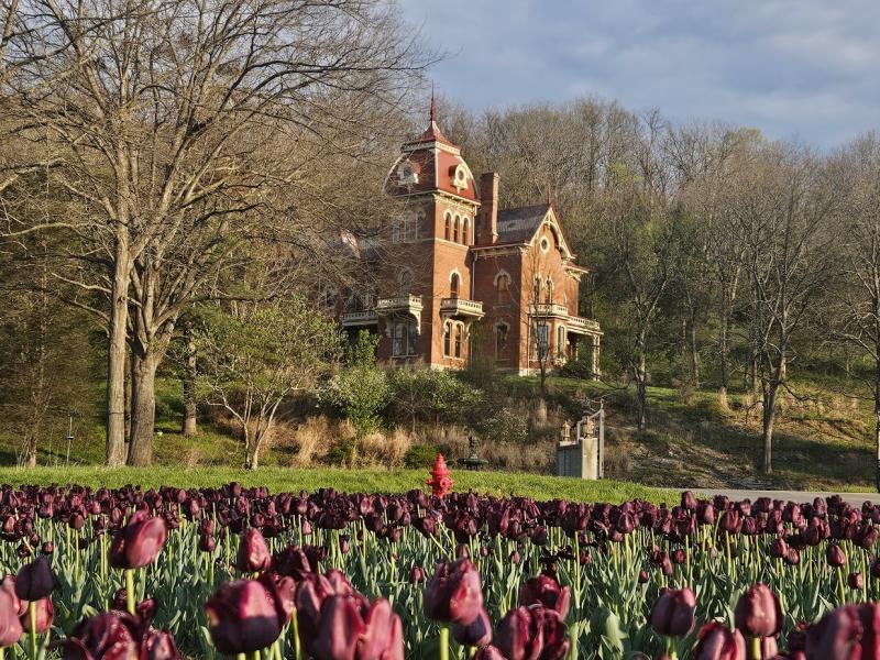 Kat Von D Tulips and House