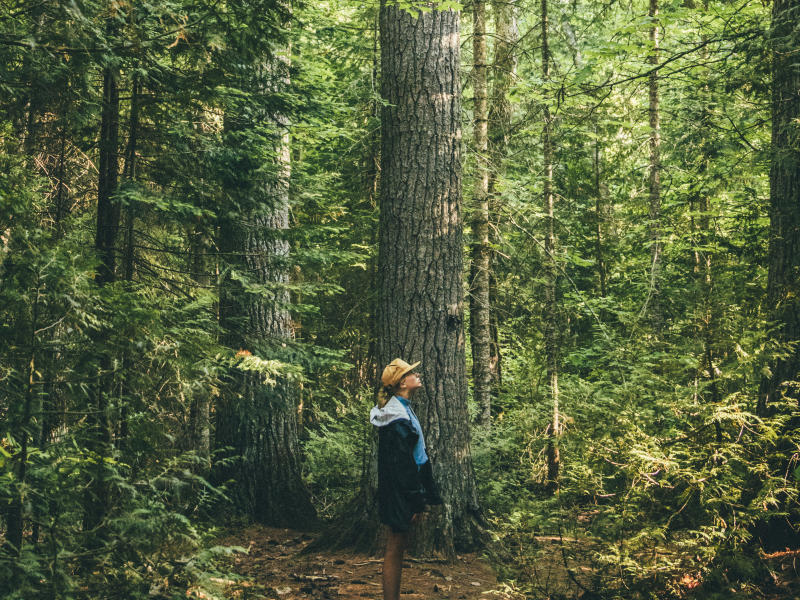 Estivant Pines
