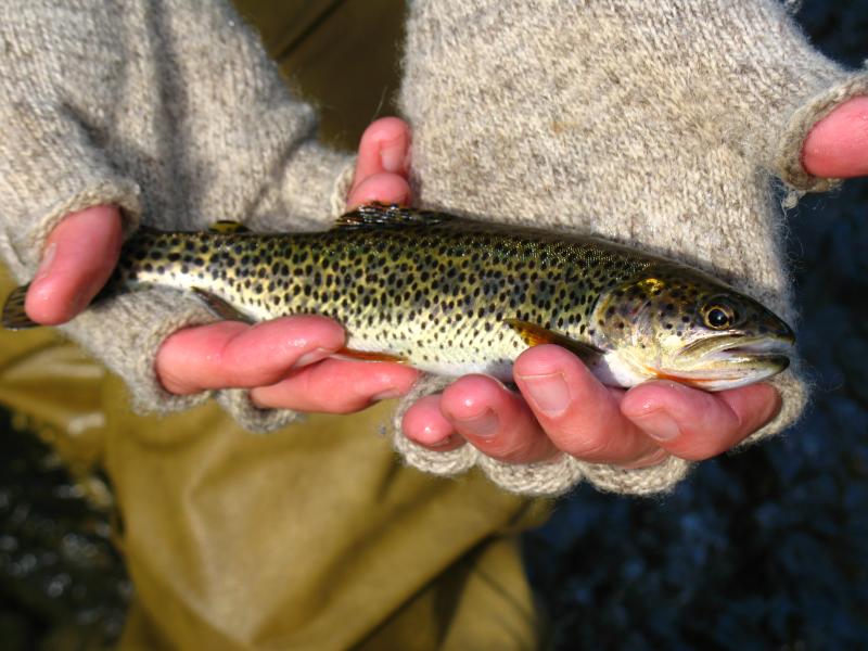 Catch & Release Fishing by Greg Yamada Catch & Release Fishing by Greg Yamada