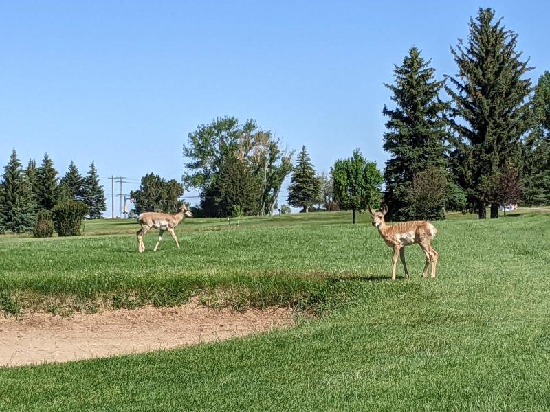 Baby Antelope at Jacoby Golf Course