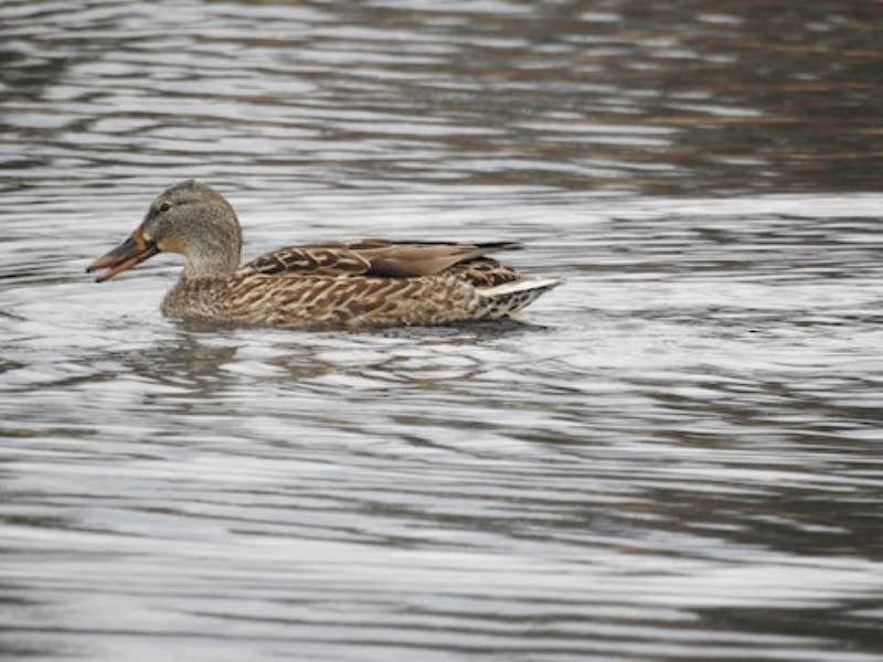 birding hotspots