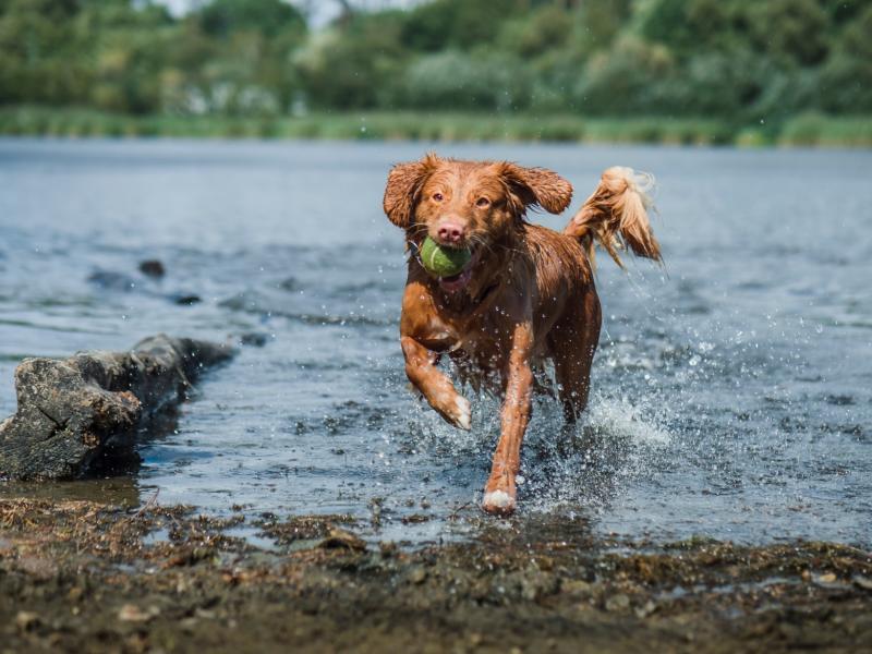 Dog in the water