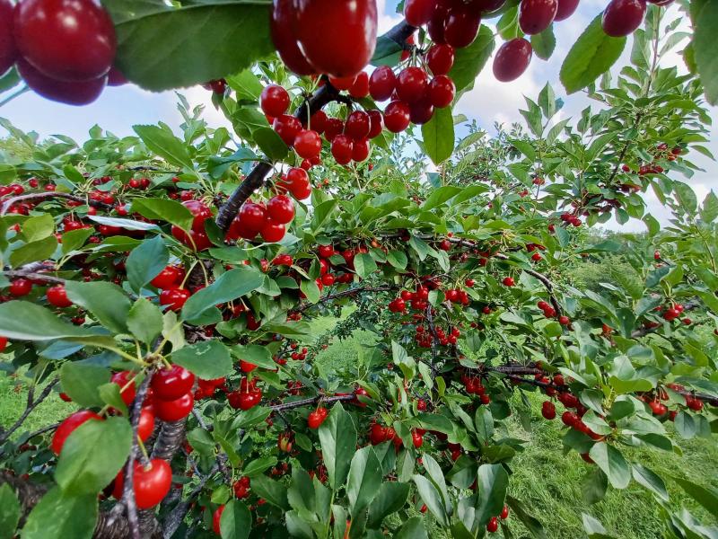 cherry