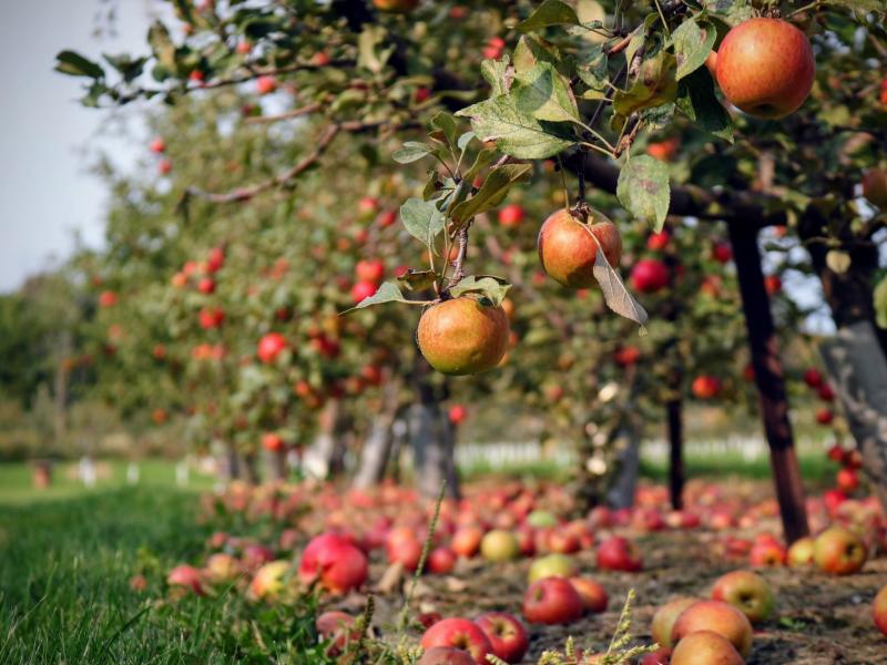 minnetonka orchard